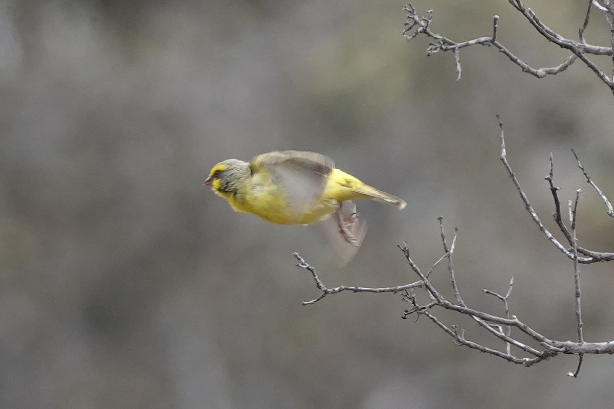 Yellow-fronted Canary - ML642206695