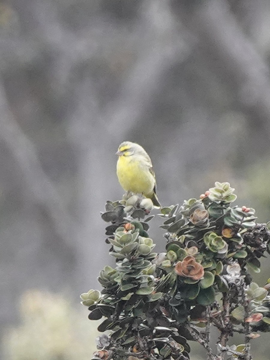 Yellow-fronted Canary - ML642206696