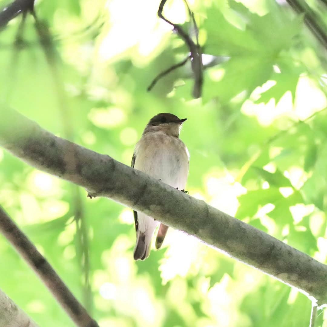 Semicollared Flycatcher - ML642206700