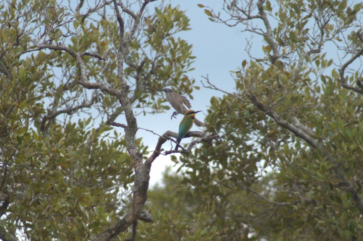 Striped Honeyeater - ML642206712