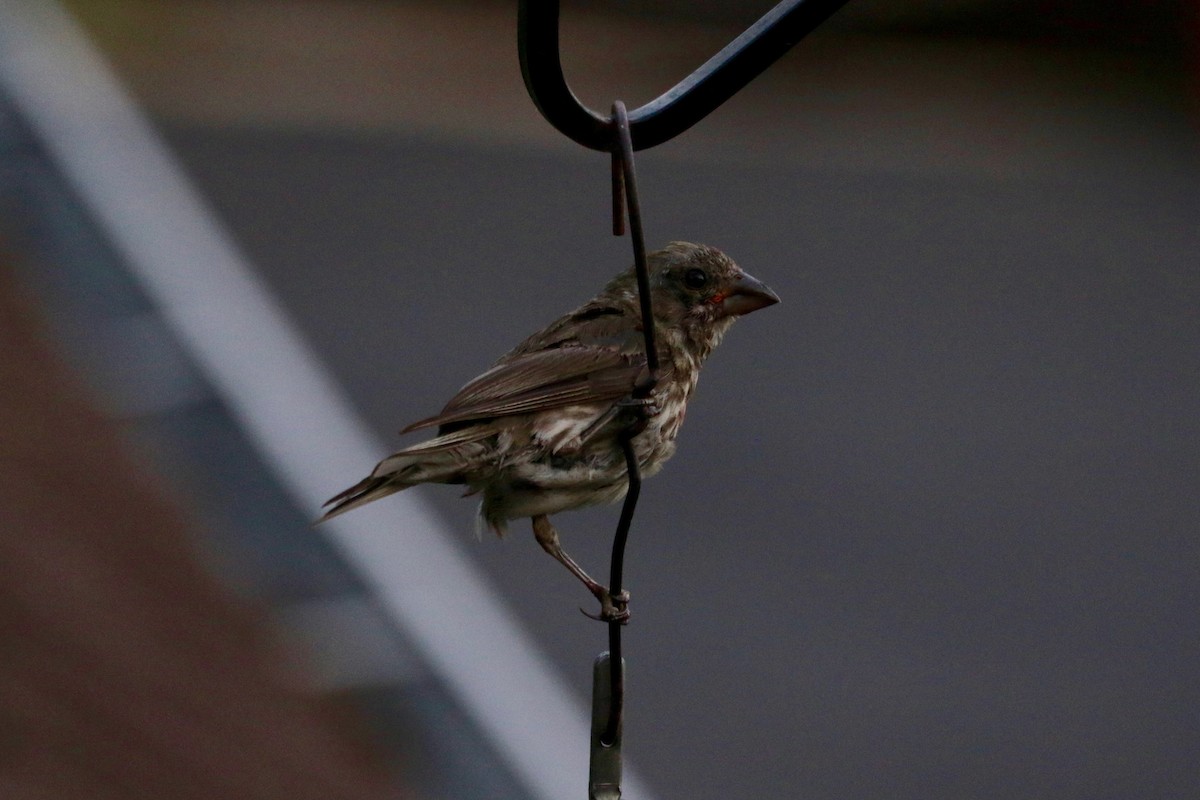 Purple Finch (Western) - ML642206717