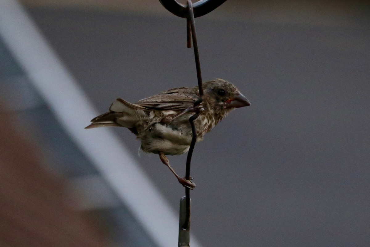 Purple Finch (Western) - ML642206718