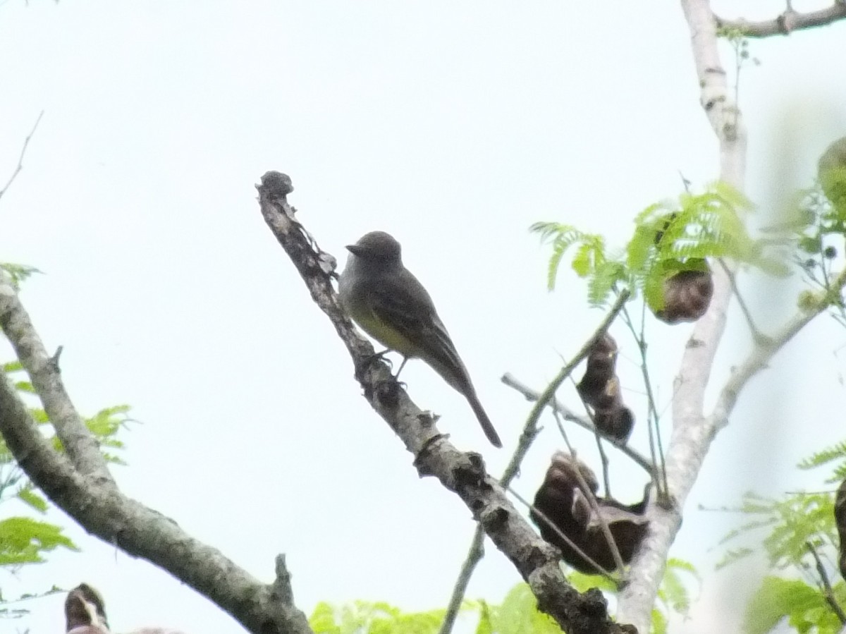 Apical Flycatcher - ML642206764