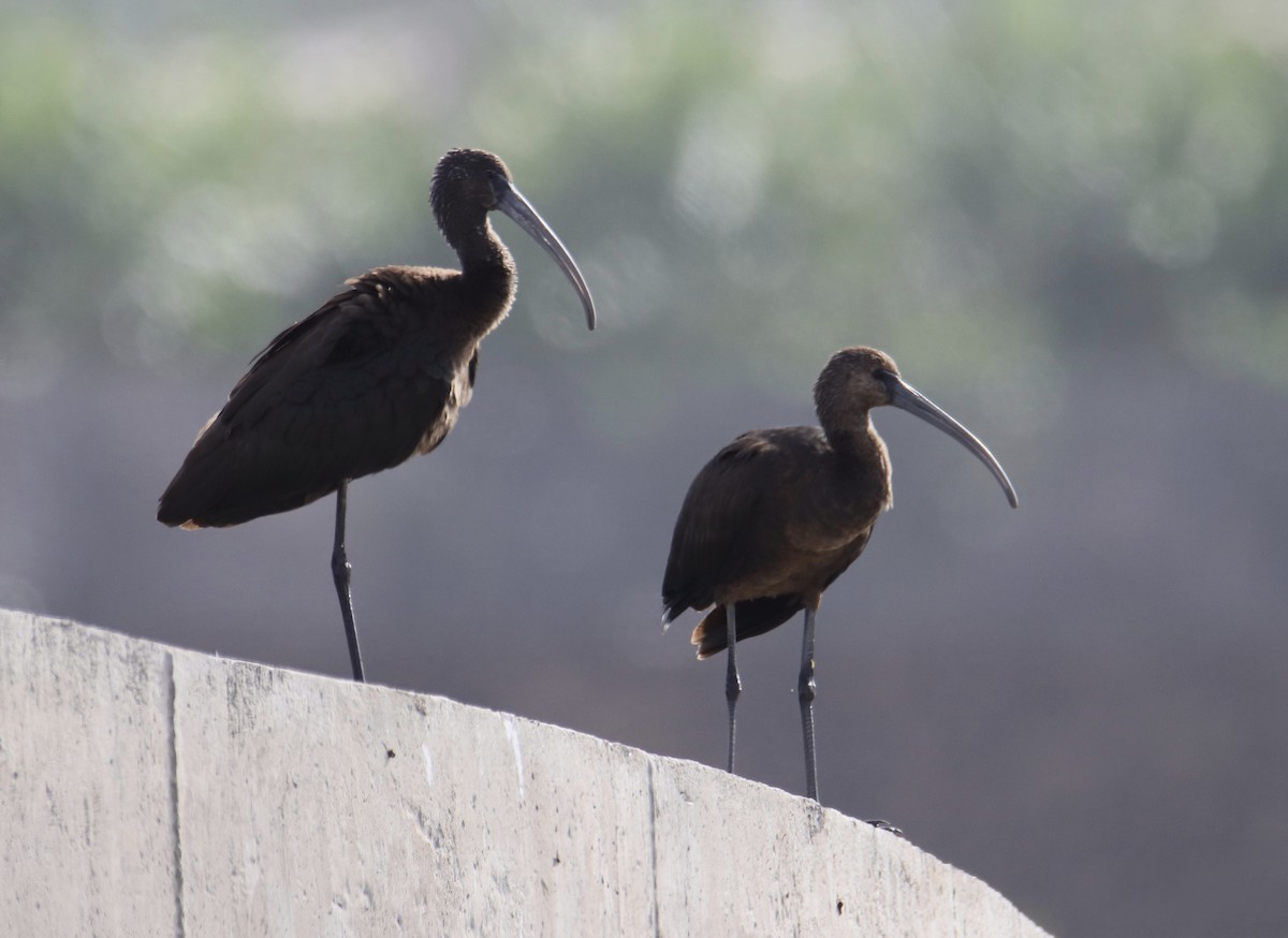 Glossy Ibis - ML642206772