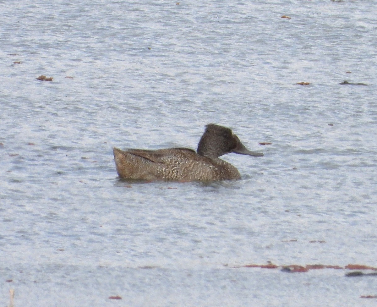 Freckled Duck - ML642206773