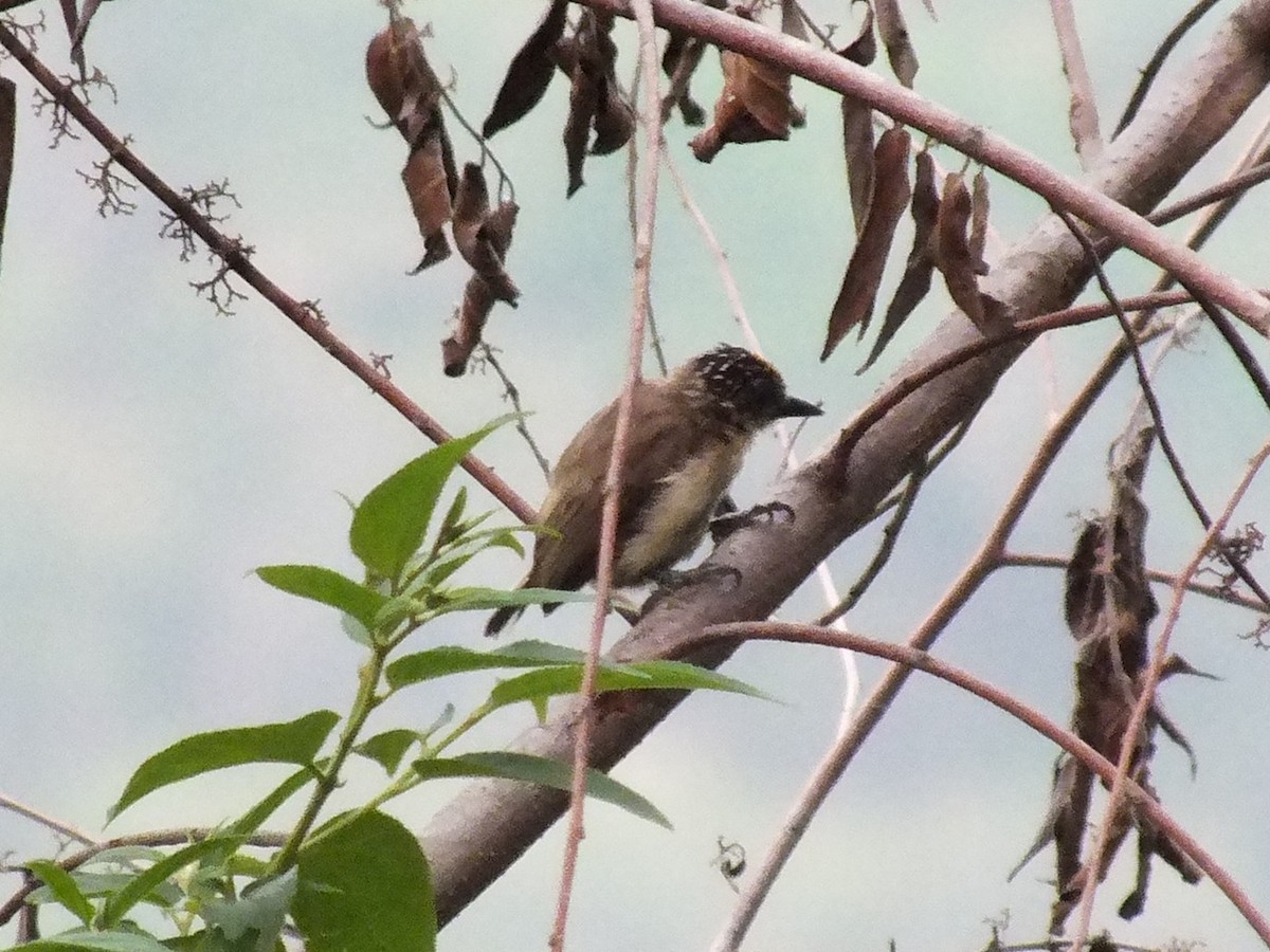 Grayish Piculet - ML642206774