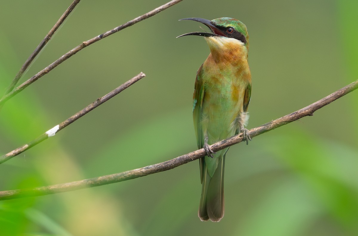Blue-tailed Bee-eater - ML642206775