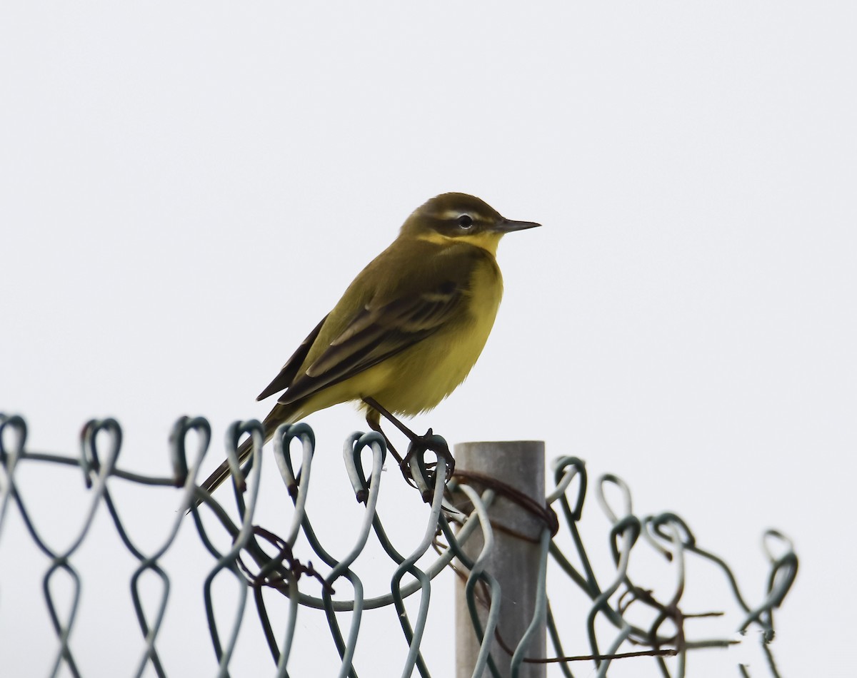 Western Yellow Wagtail - ML642206780