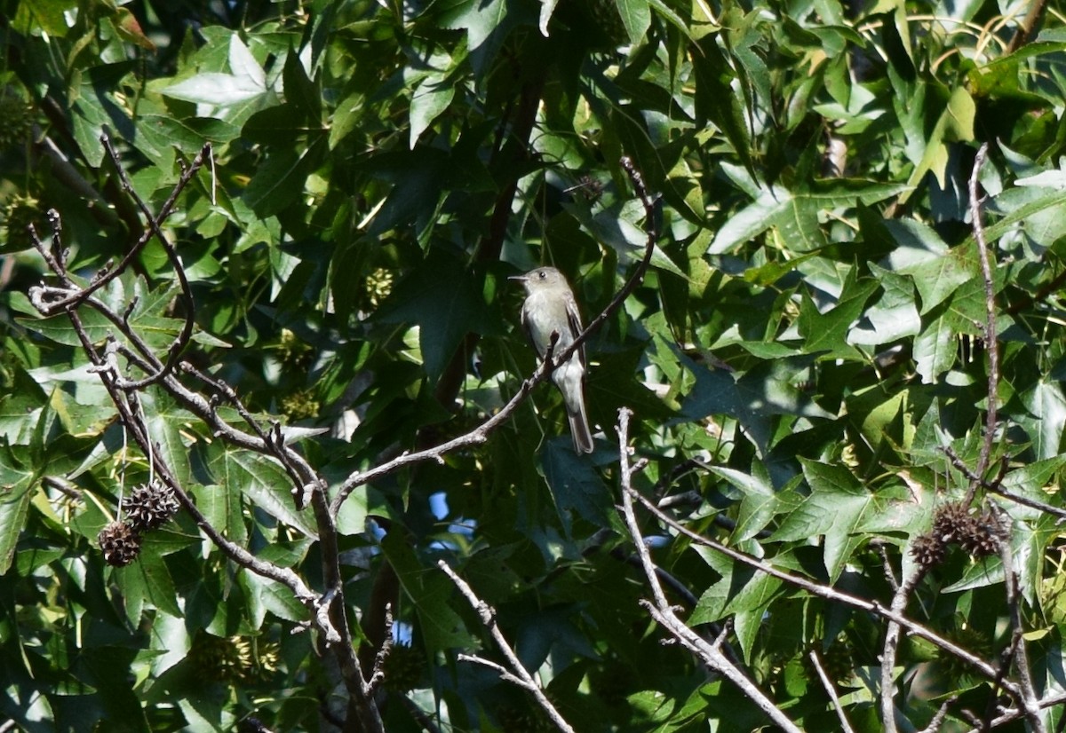 Eastern Wood-Pewee - ML642206782