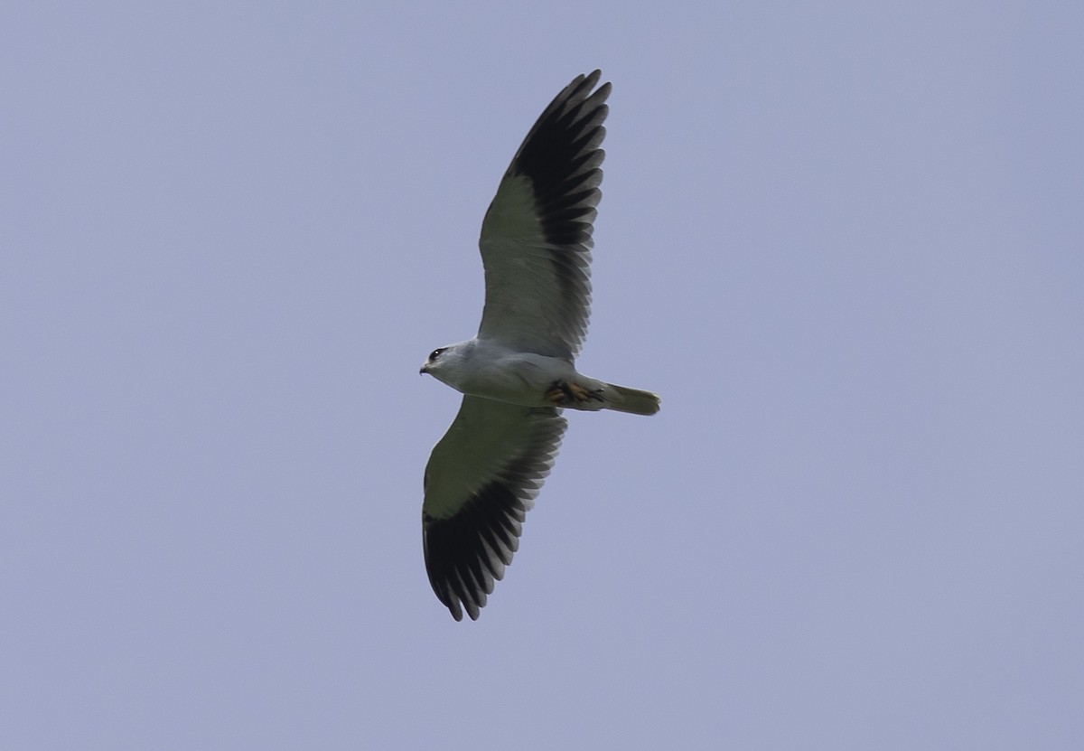 Black-winged Kite - ML642206783