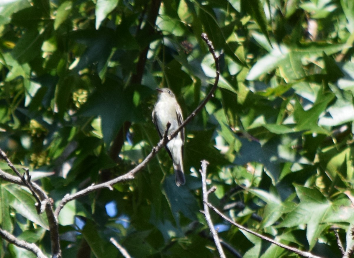 Eastern Wood-Pewee - ML642206786