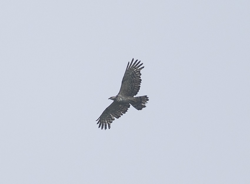 Oriental Honey-buzzard - ML642206788