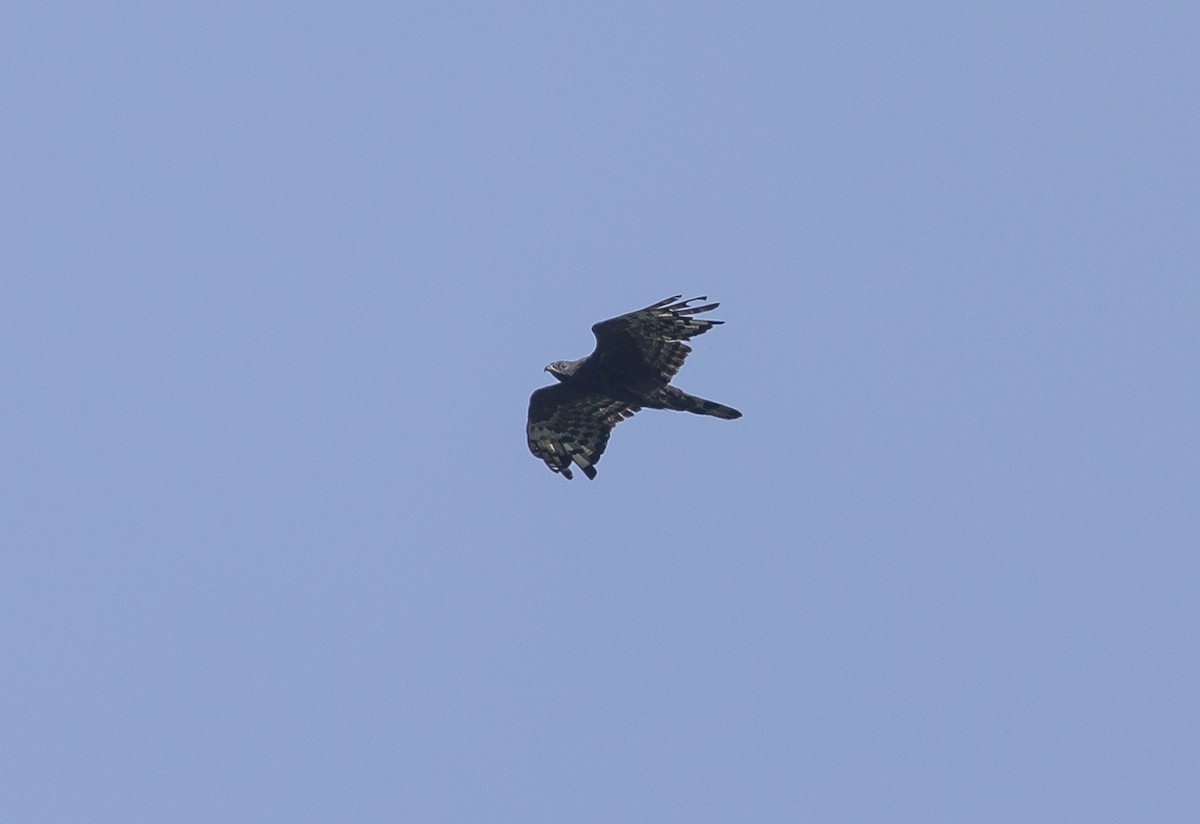 Oriental Honey-buzzard - ML642206789