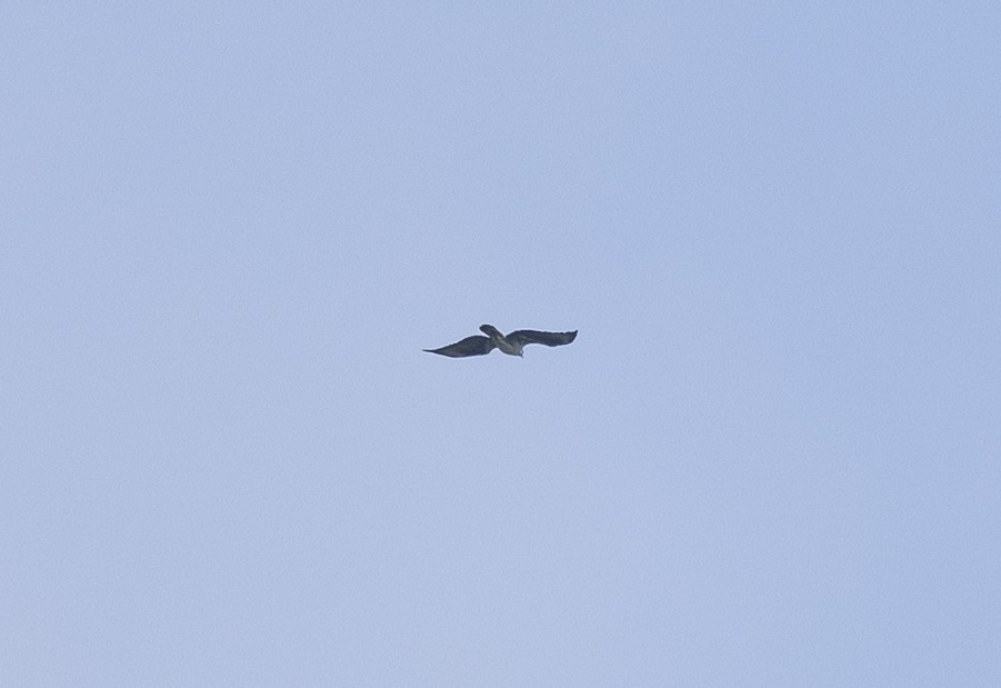 Bonelli's Eagle - ML642206794