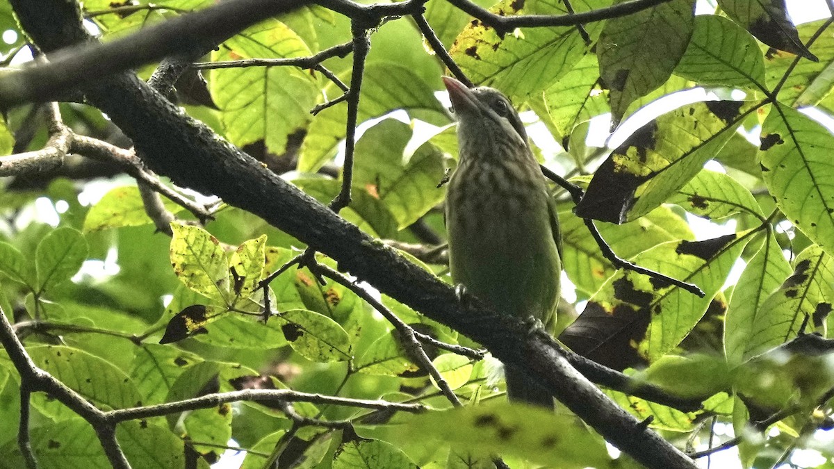 White-cheeked Barbet - ML642206796