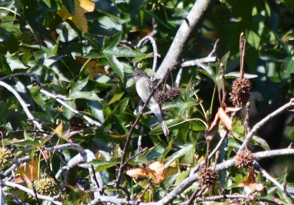Eastern Wood-Pewee - ML642206797