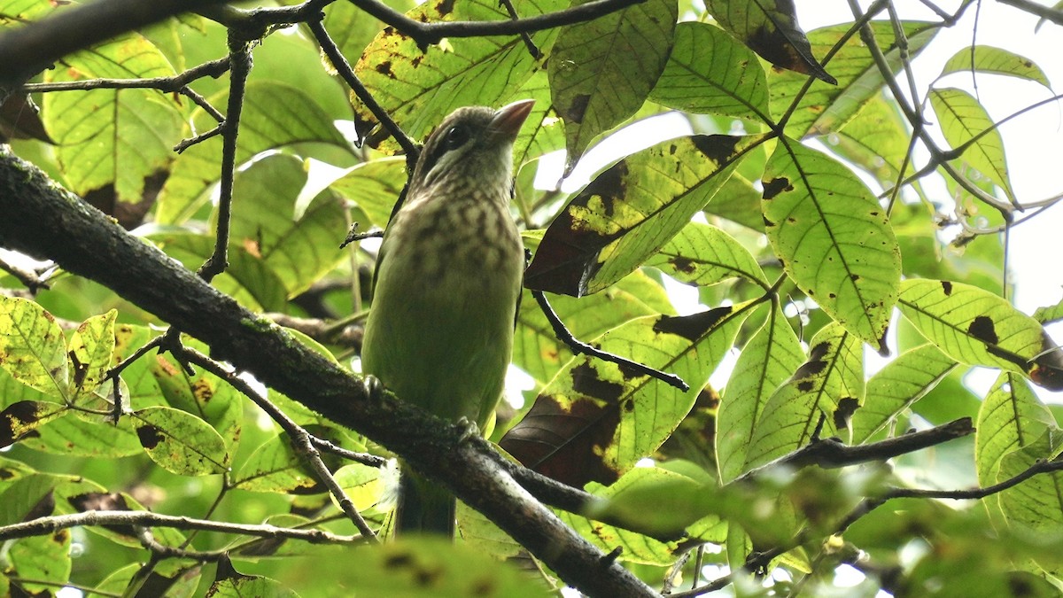 White-cheeked Barbet - ML642206799