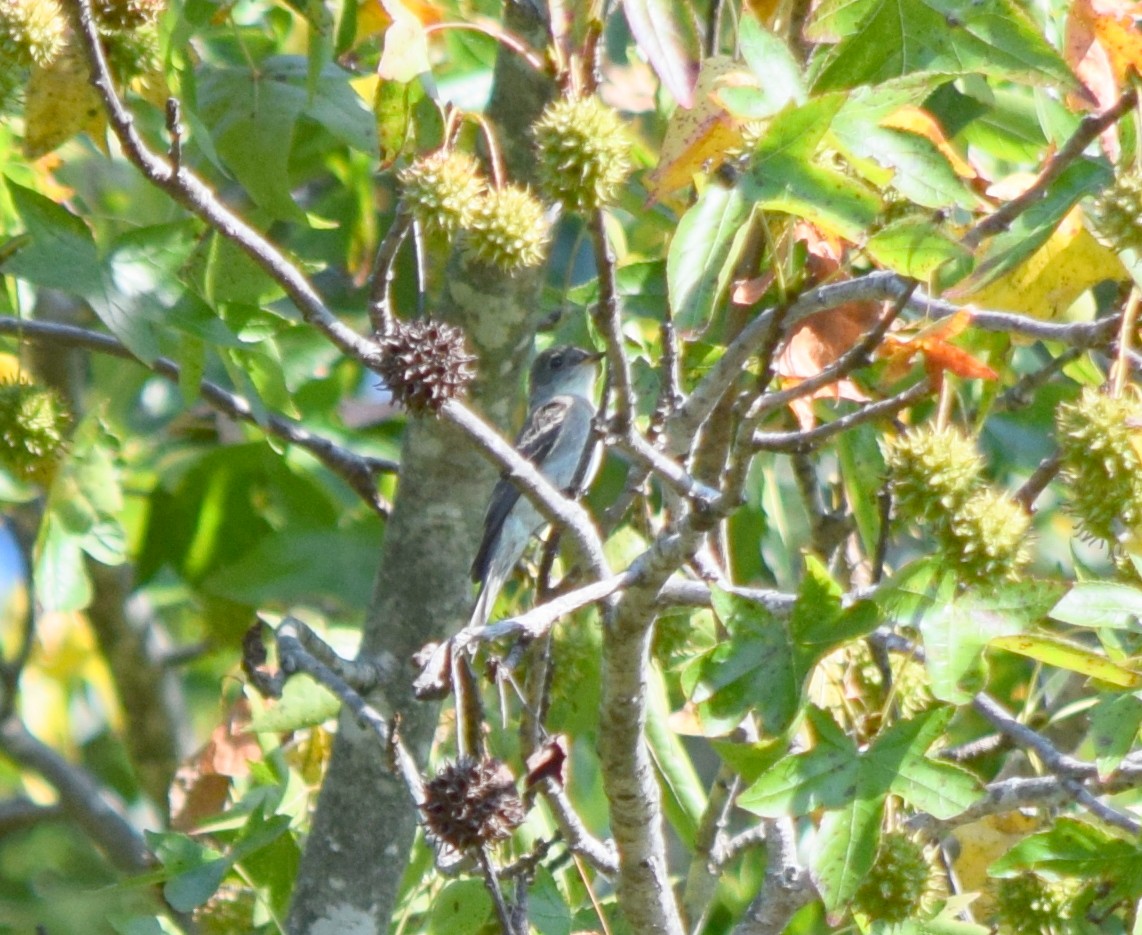 Eastern Wood-Pewee - ML642206800