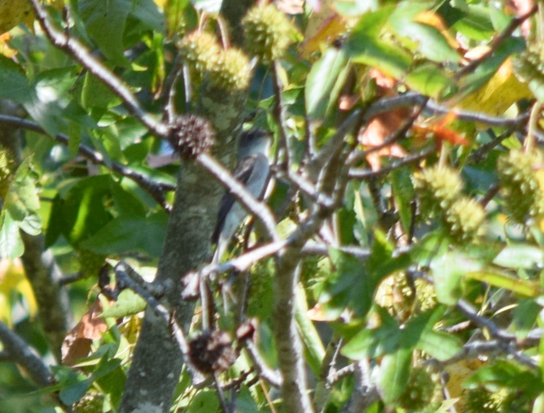 Eastern Wood-Pewee - ML642206801