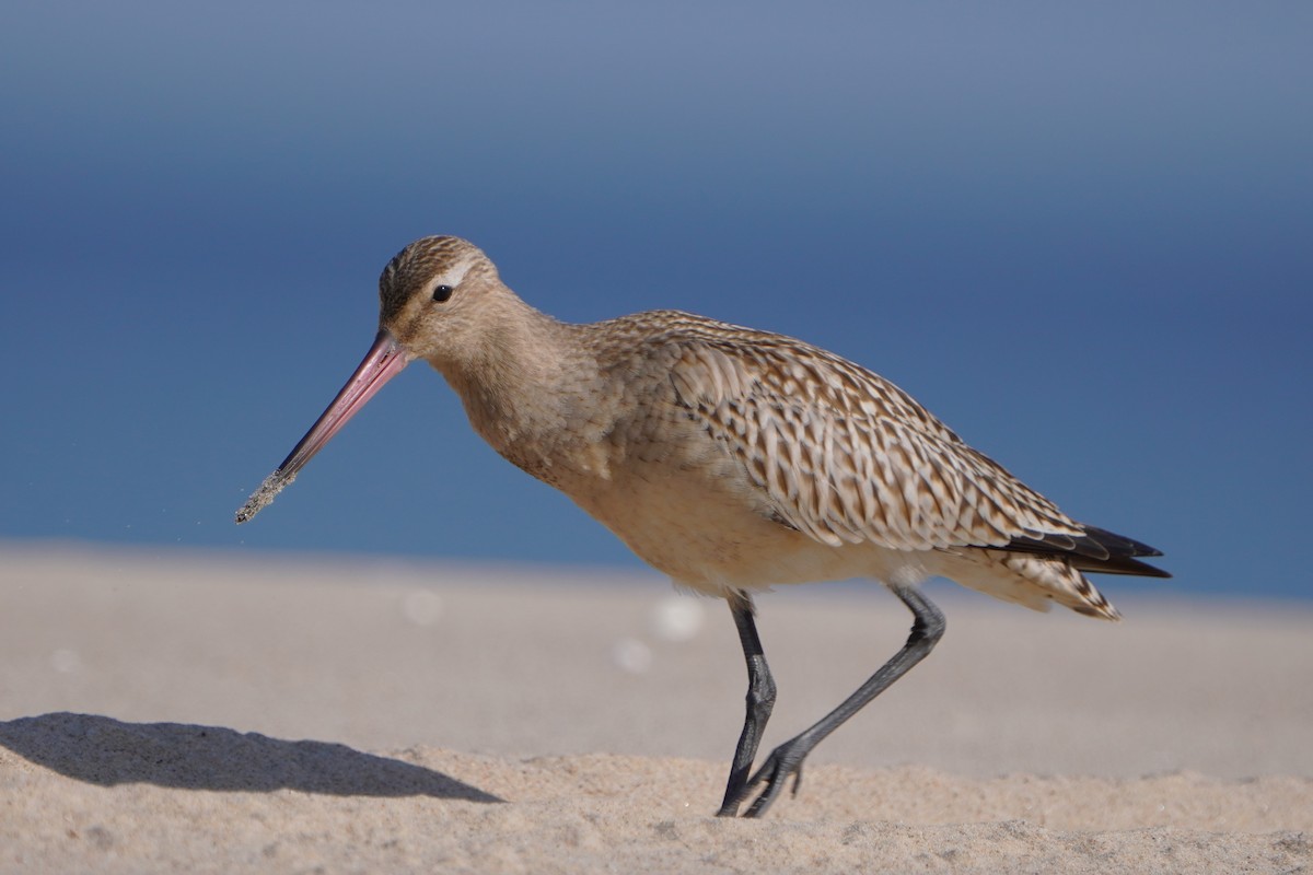 Bar-tailed Godwit - ML642206802