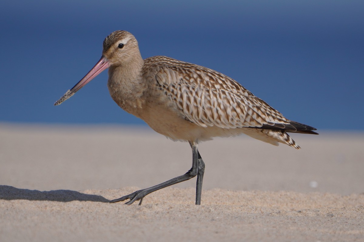 Bar-tailed Godwit - ML642206804