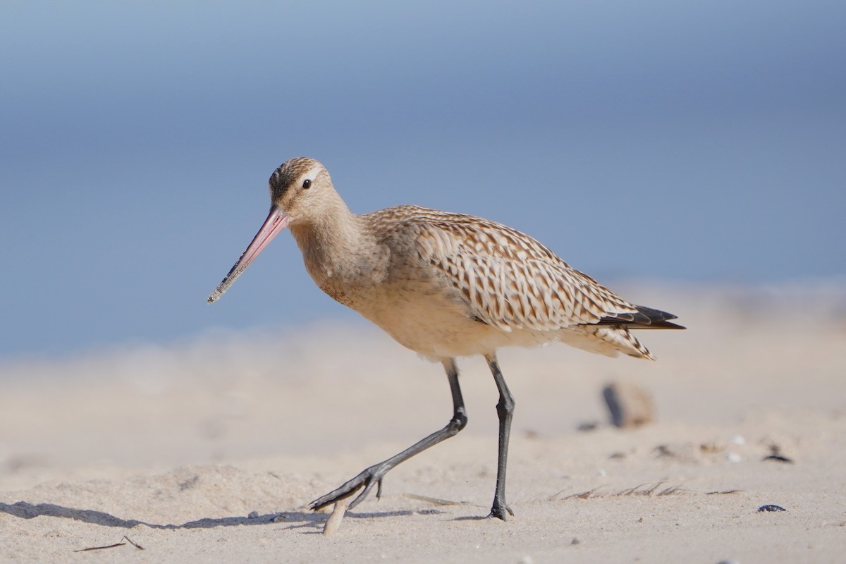Bar-tailed Godwit - ML642206805