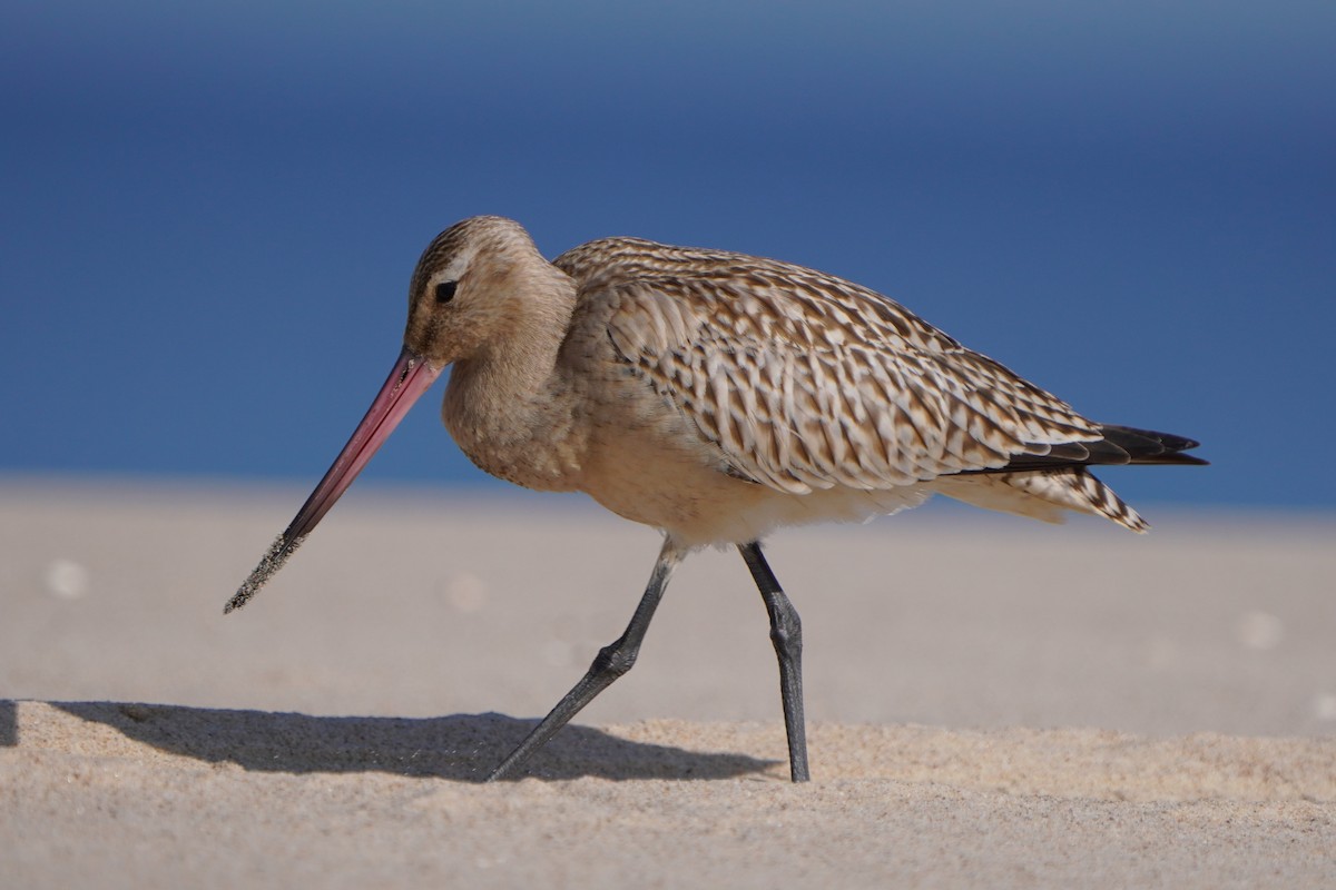 Bar-tailed Godwit - ML642206806