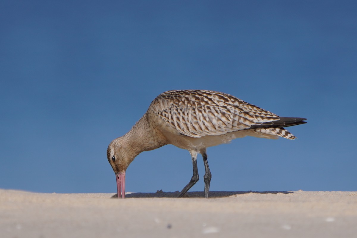 Bar-tailed Godwit - ML642206807