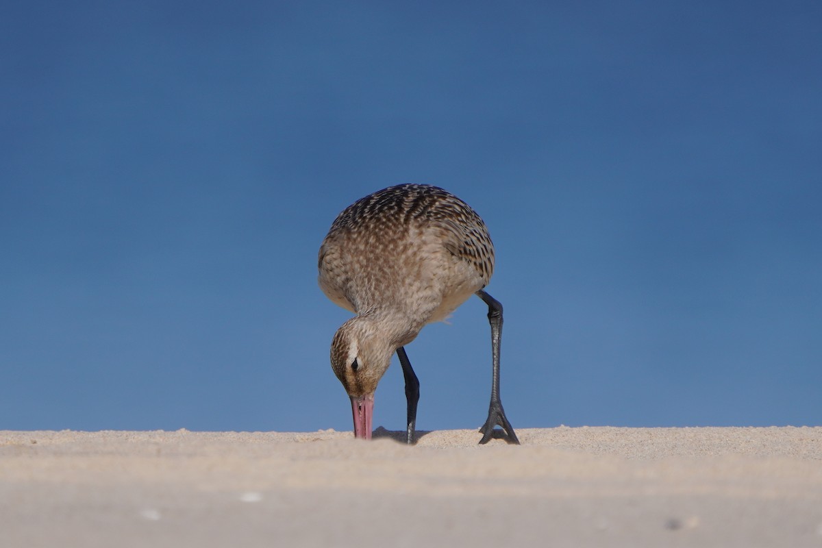 Bar-tailed Godwit - ML642206809