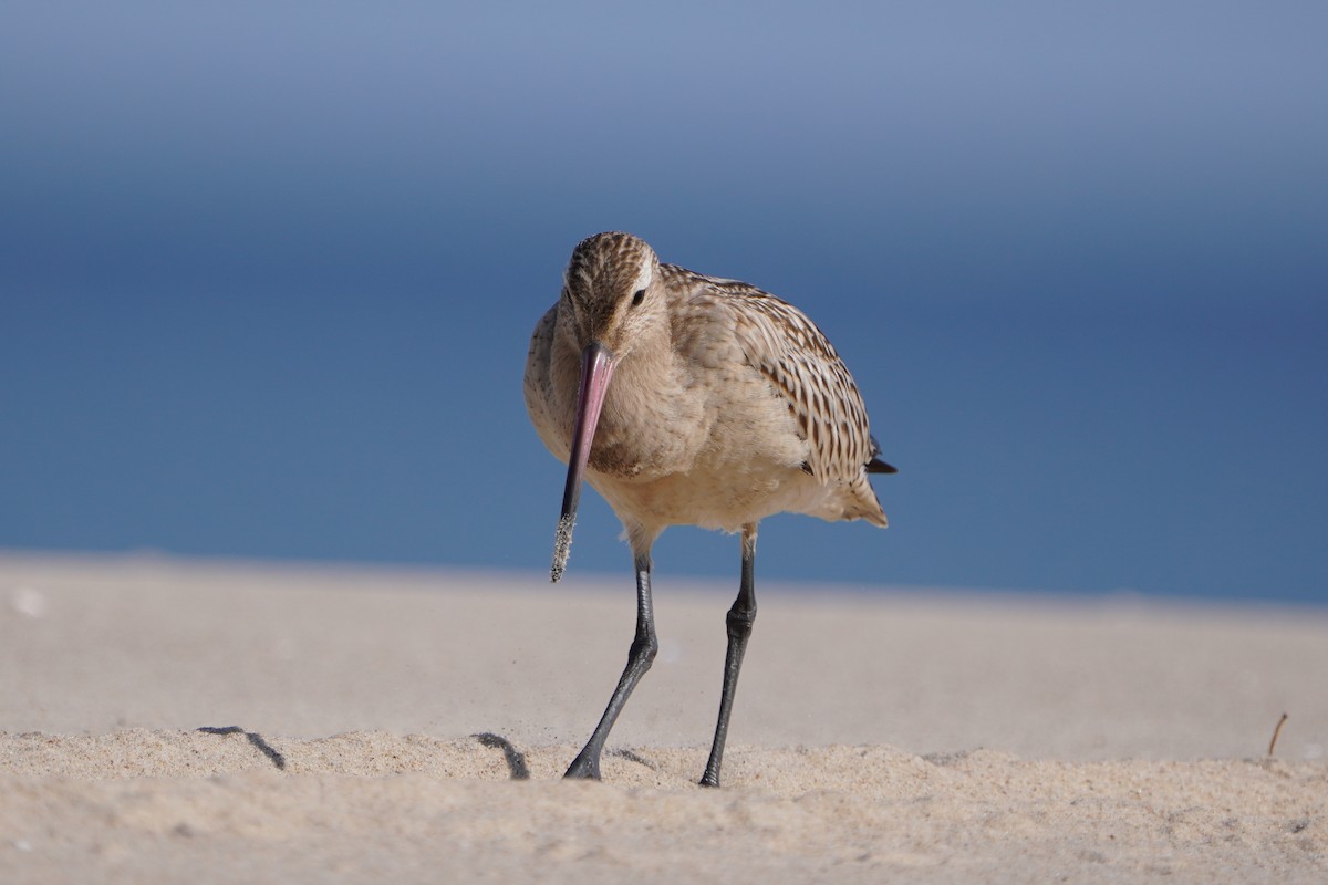 Bar-tailed Godwit - ML642206810