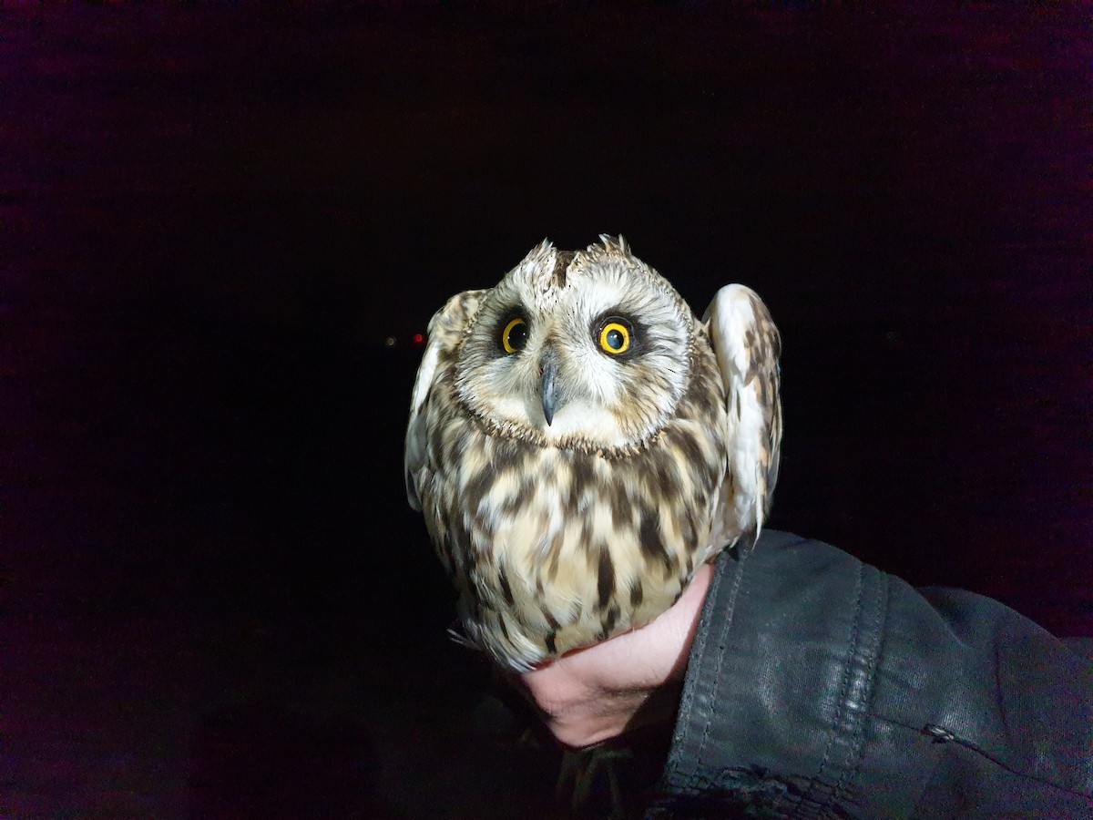Short-eared Owl - ML642206812