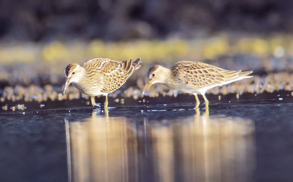 Pectoral Sandpiper - ML642206814