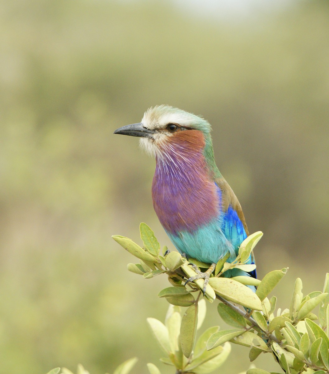 Lilac-breasted Roller - ML642206817