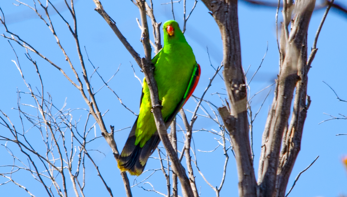 Red-winged Parrot - ML642206821