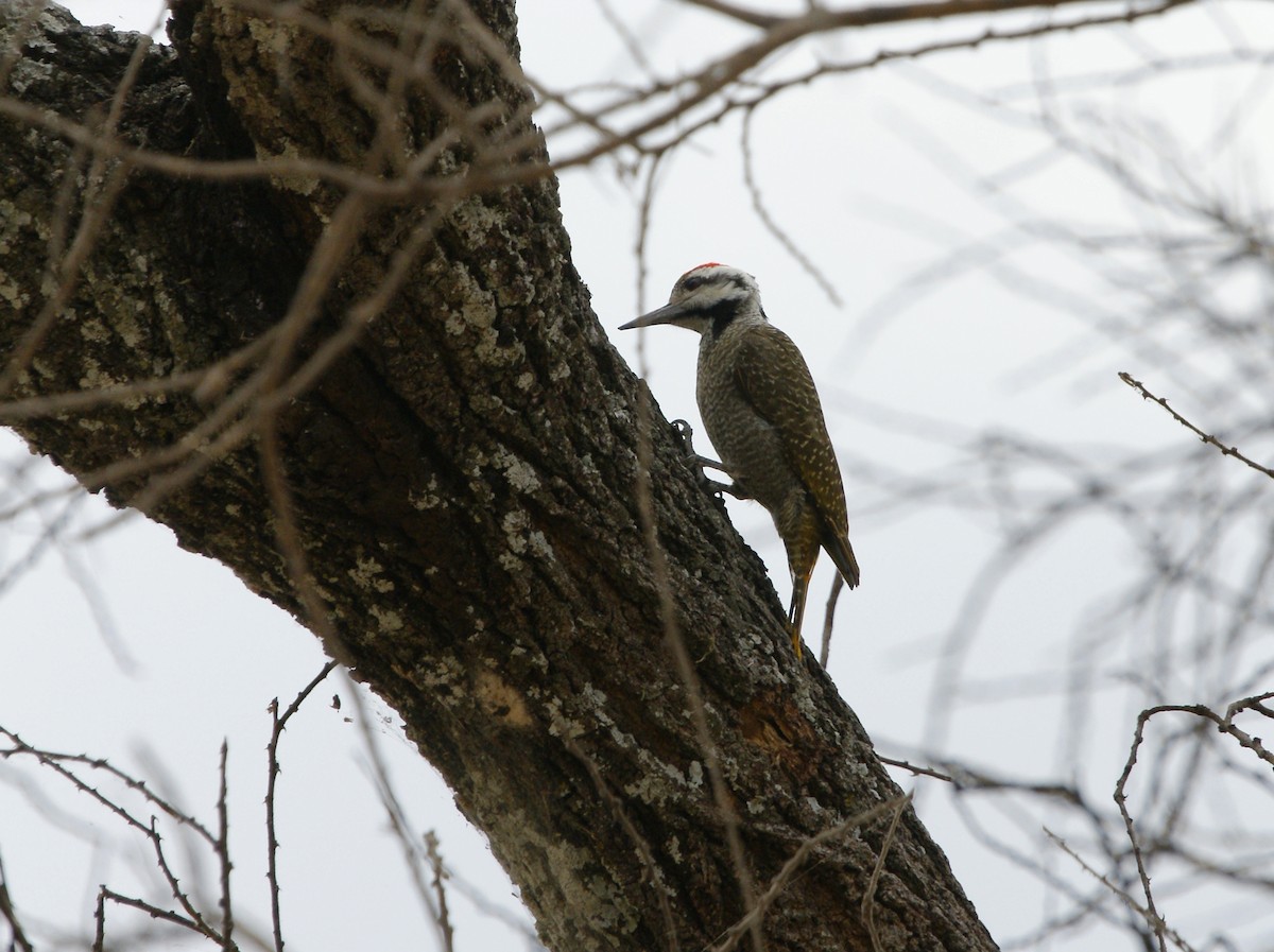 Bearded Woodpecker - ML642206830