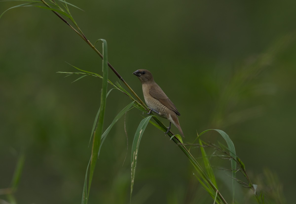 Scaly-breasted Munia - ML642206839
