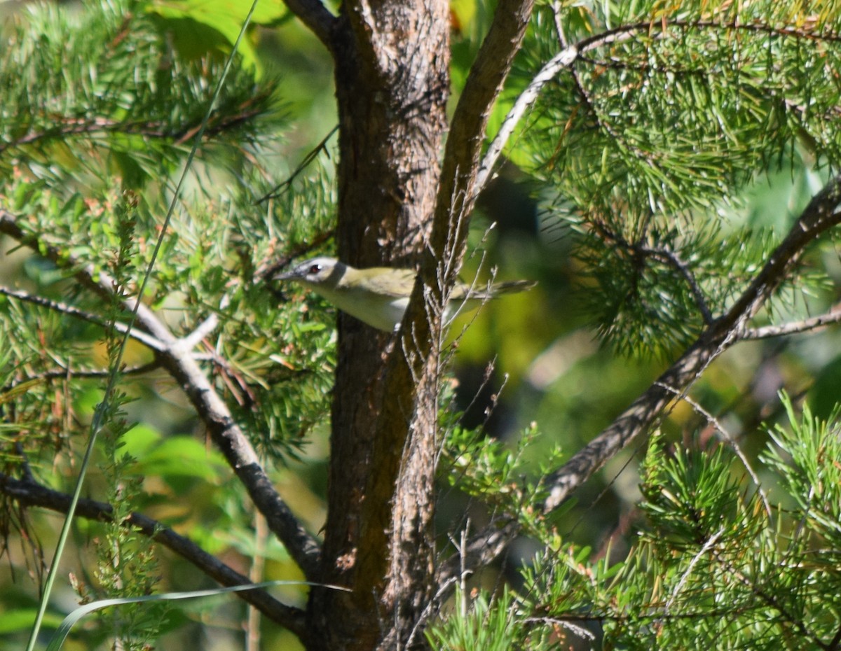 Red-eyed Vireo - ML642206840