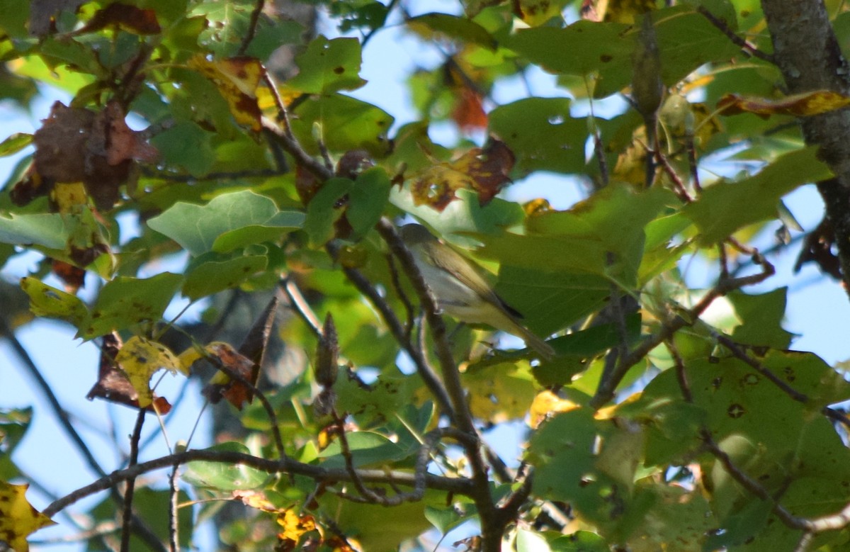 Red-eyed Vireo - ML642206841