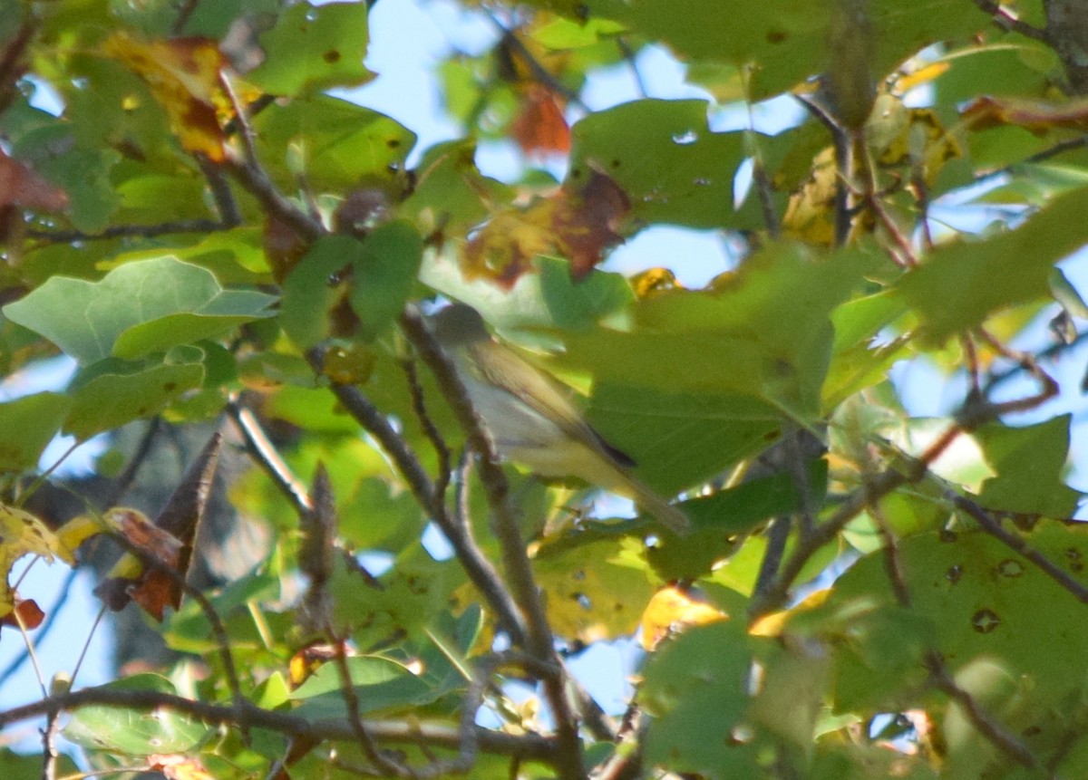 Red-eyed Vireo - ML642206842