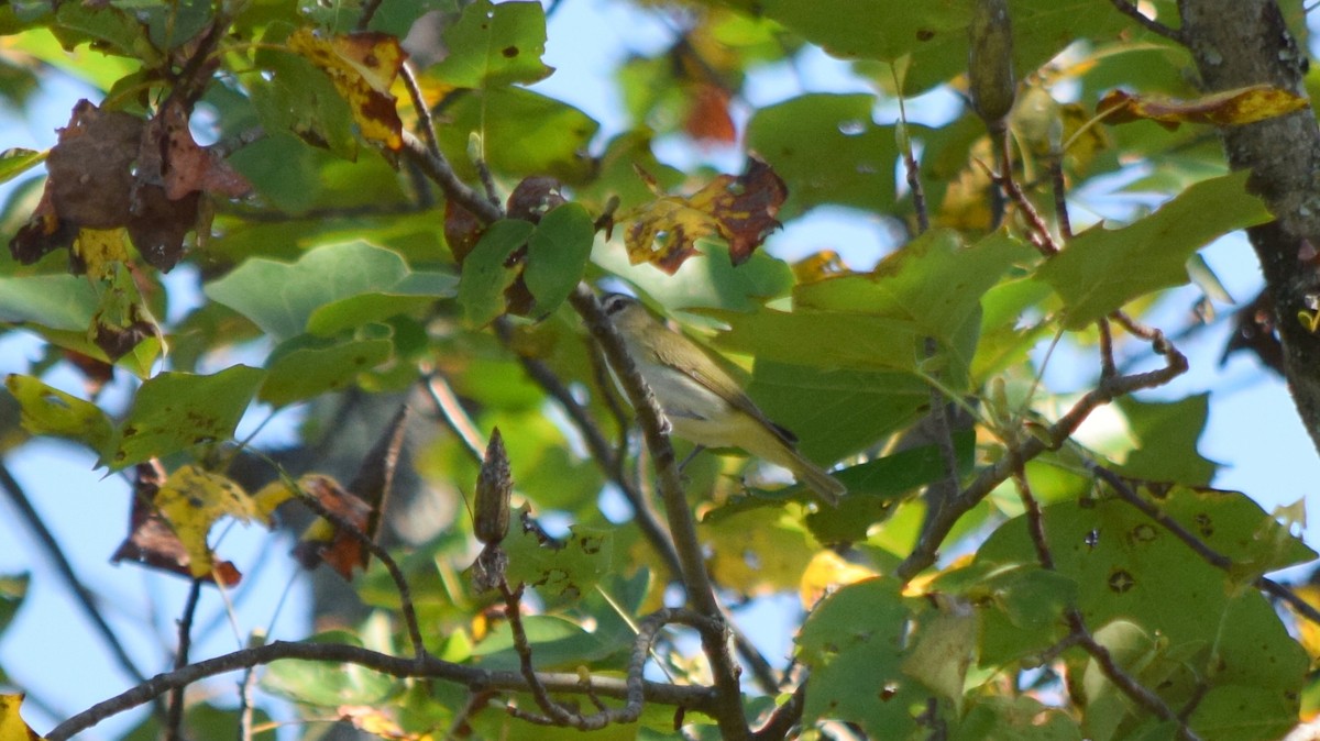 Red-eyed Vireo - ML642206844