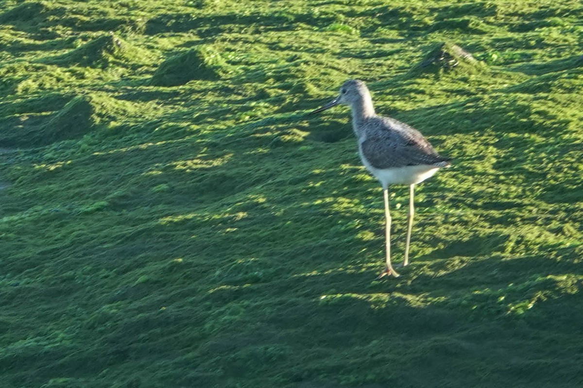 Common Greenshank - ML642206846