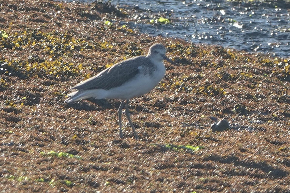 Common Greenshank - ML642206847