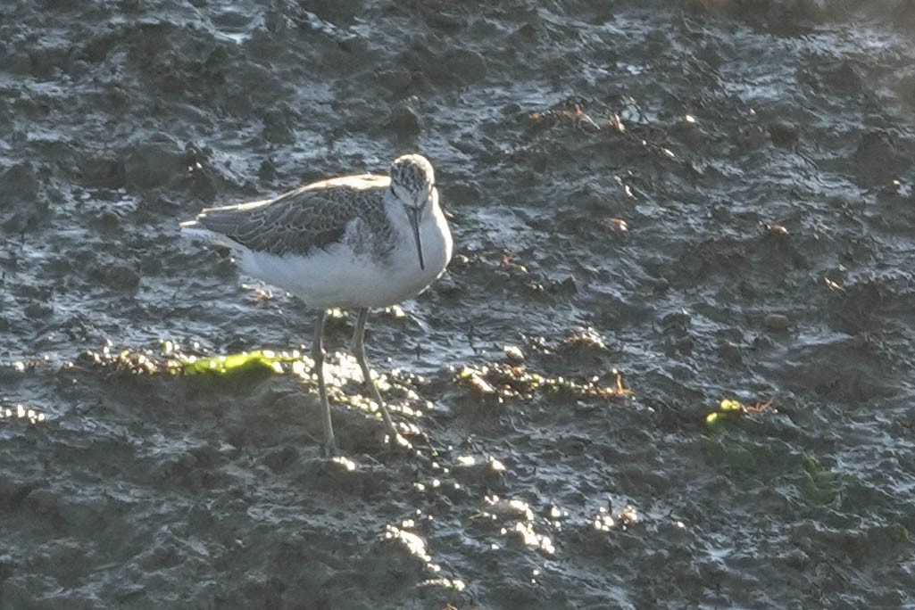 Common Greenshank - ML642206848
