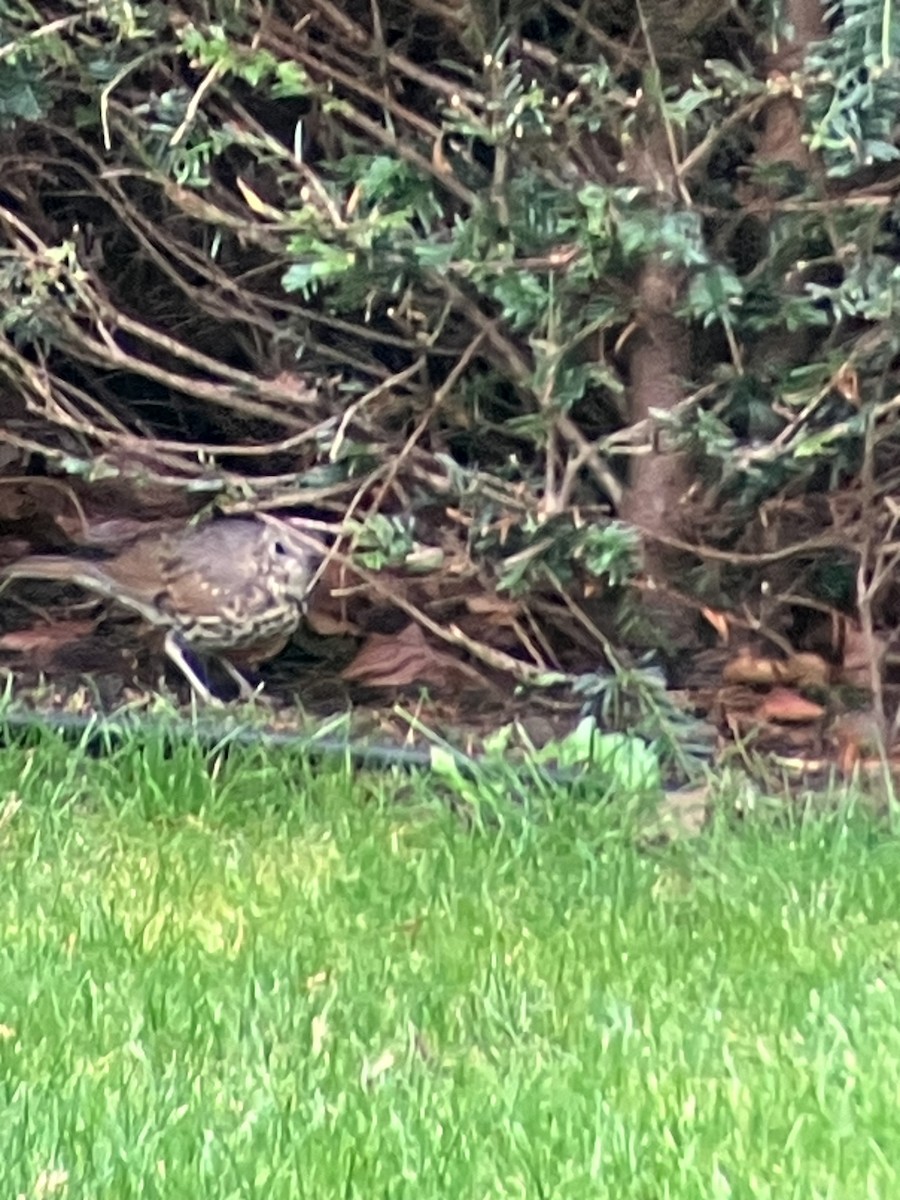 Song Thrush - ML642206851