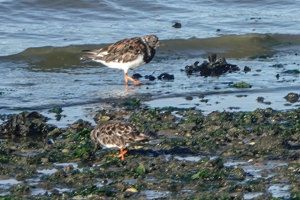 Ruddy Turnstone - ML642206852