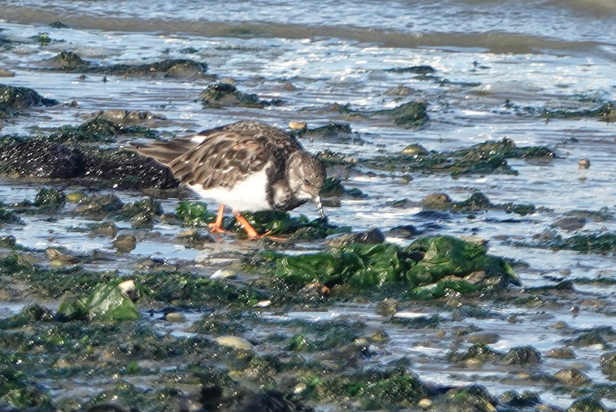 Ruddy Turnstone - ML642206853