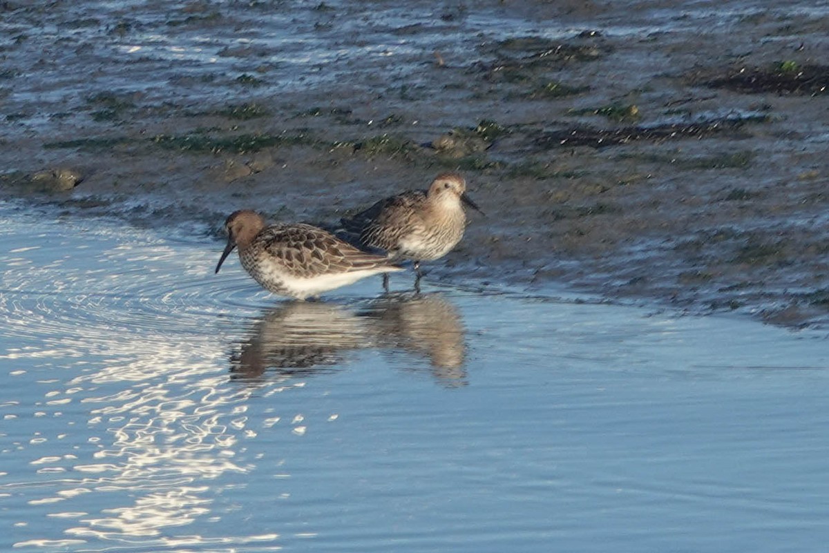 Dunlin - ML642206856