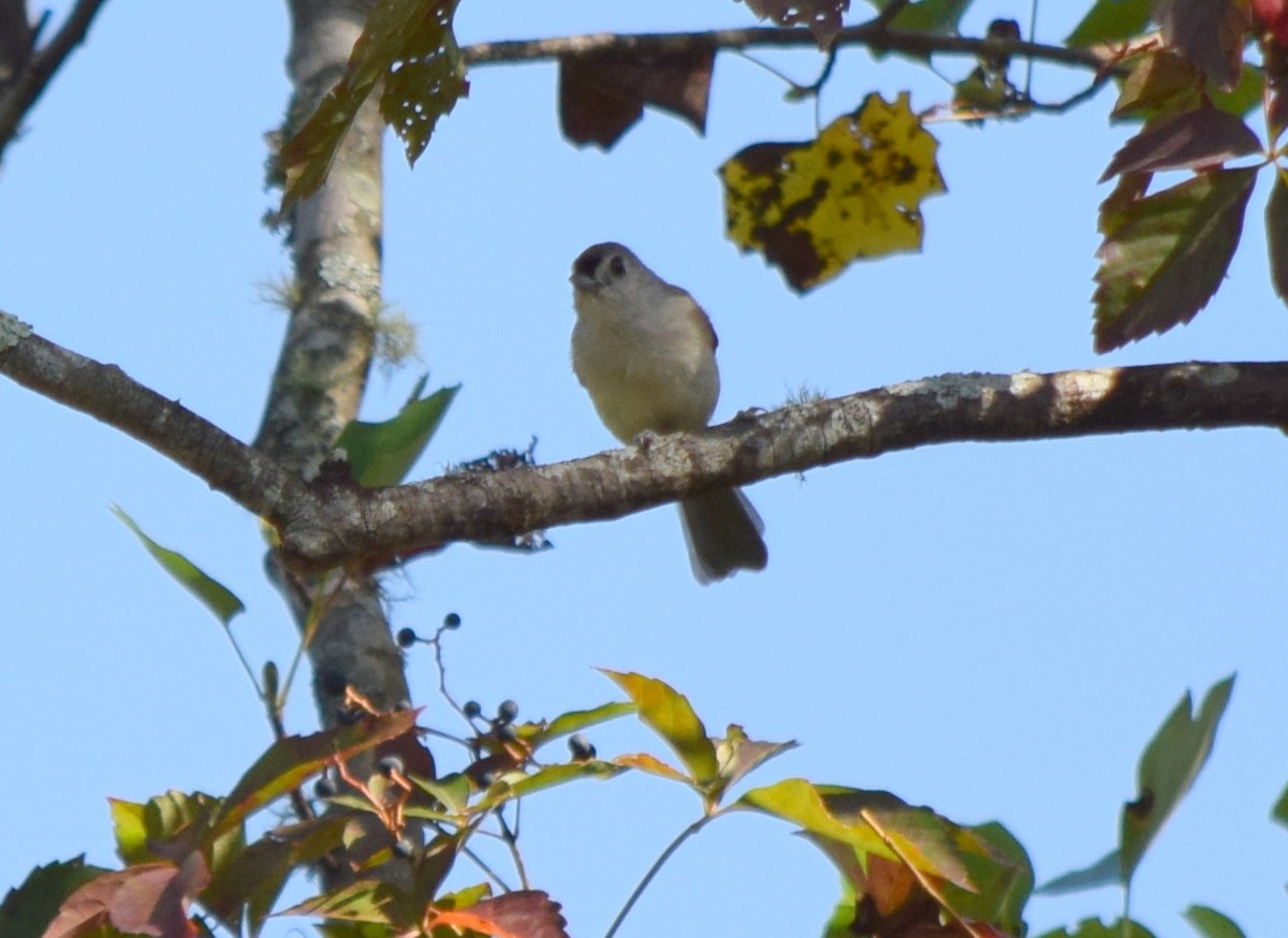 Tufted Titmouse - ML642206857
