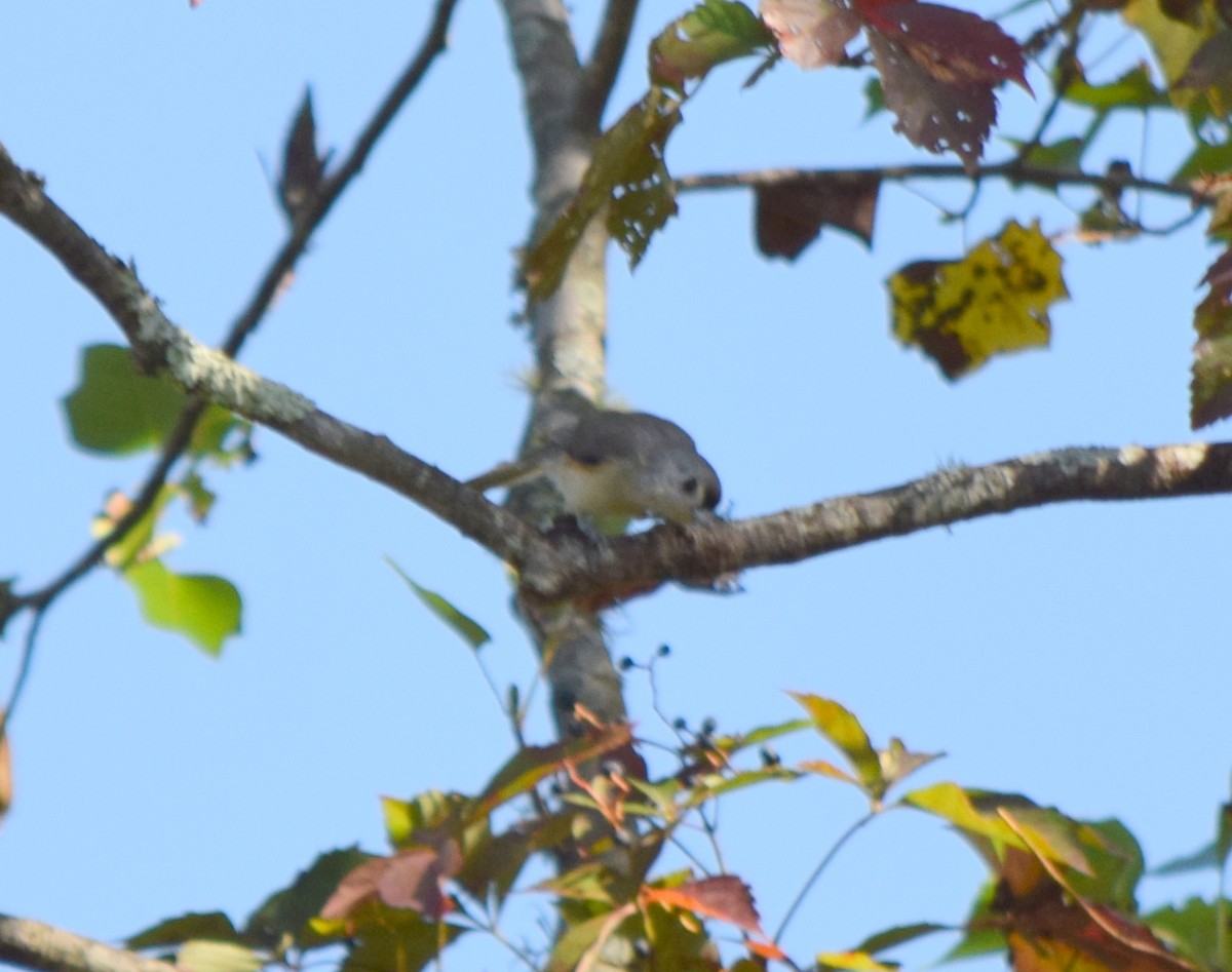 Tufted Titmouse - ML642206858