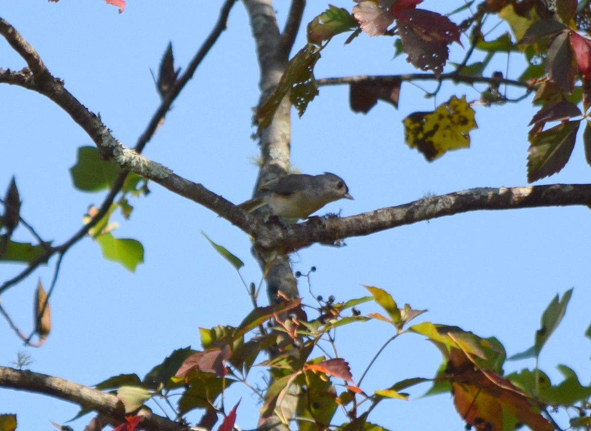 Tufted Titmouse - ML642206859